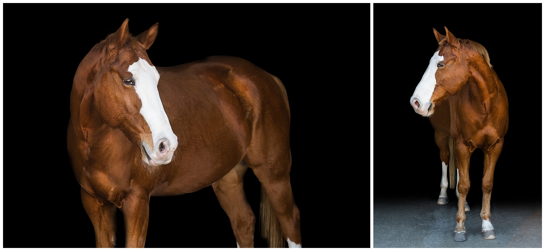 black background equine portrait of a chestnut horse with a white blaze