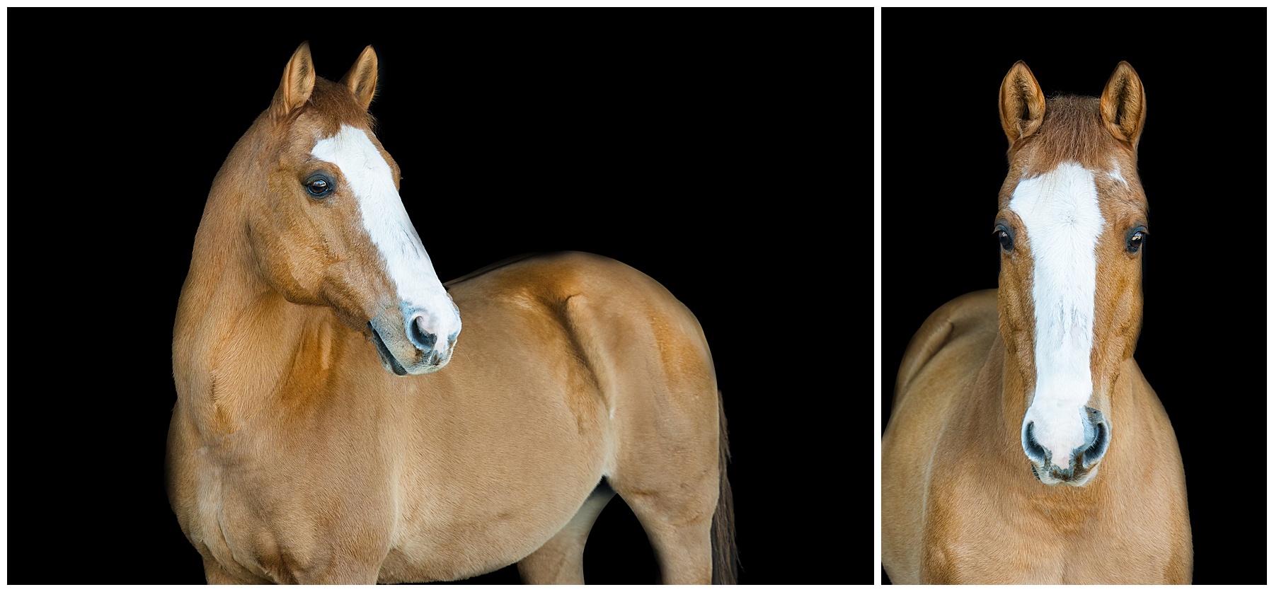 black background equine portrait of a light chestnut horse with a white blaze in Savannah, Georgia