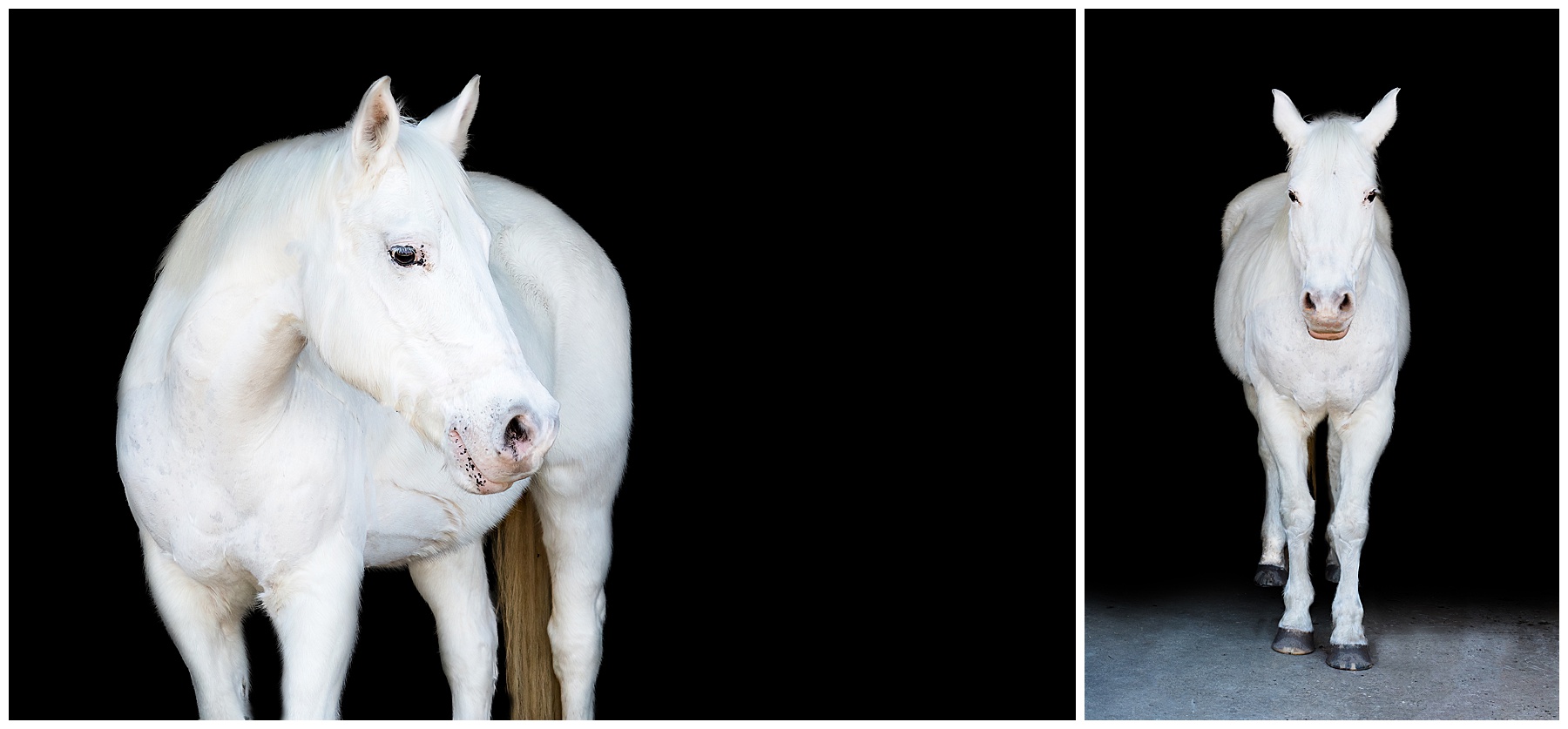 black background equine portrait of a white horse in Hilton Head, South Carolina