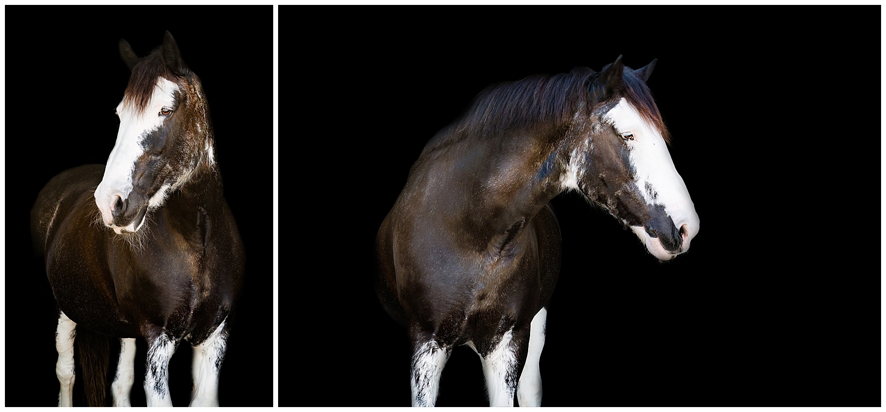 black background equine portrait of a black horse with lots of chrome in Hilton Head South Carolina