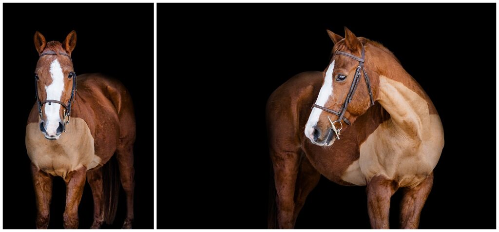 chestnut horse with white blaze clipped for winter stands wearing a bridle for black background portraits
