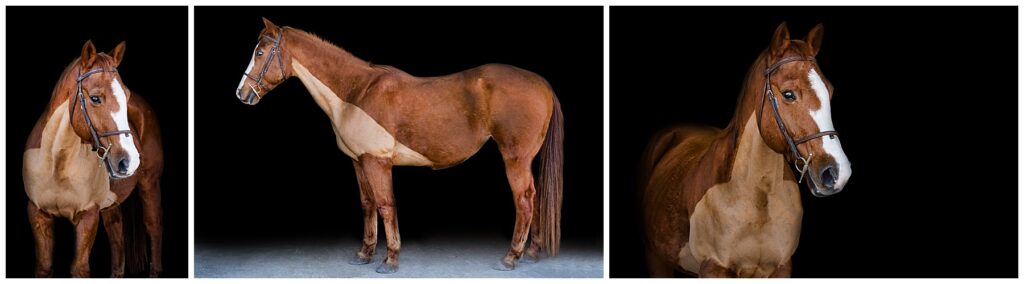 chestnut horse with white blaze clipped for winter stands wearing a bridle for black background portraits