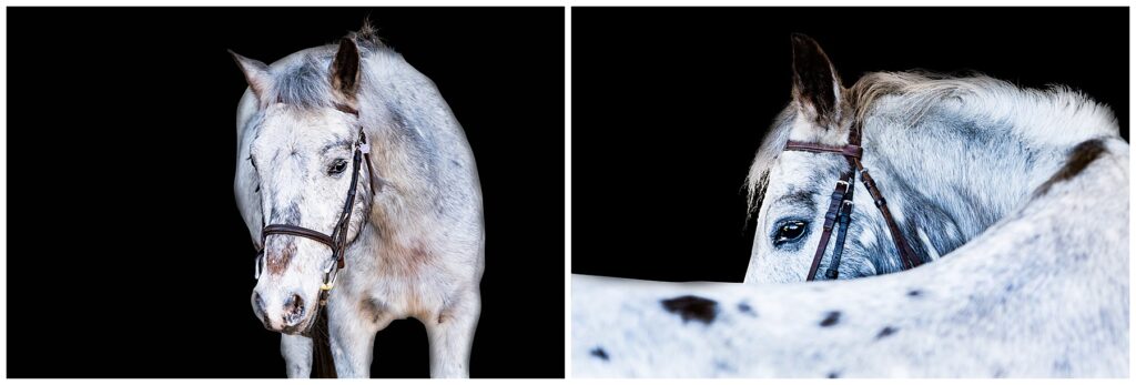grey pony with black spots stands for black background portraits 