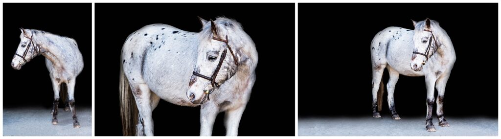 grey pony with black spots stands for black background portraits 