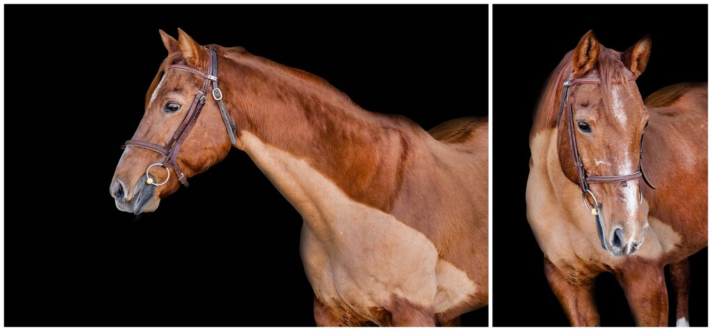 chestnut horse clipped for winter stands with bridle on for black background portraits