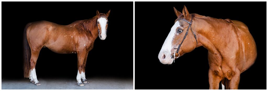 chestnut horse with large blaze standing for black background portraits 