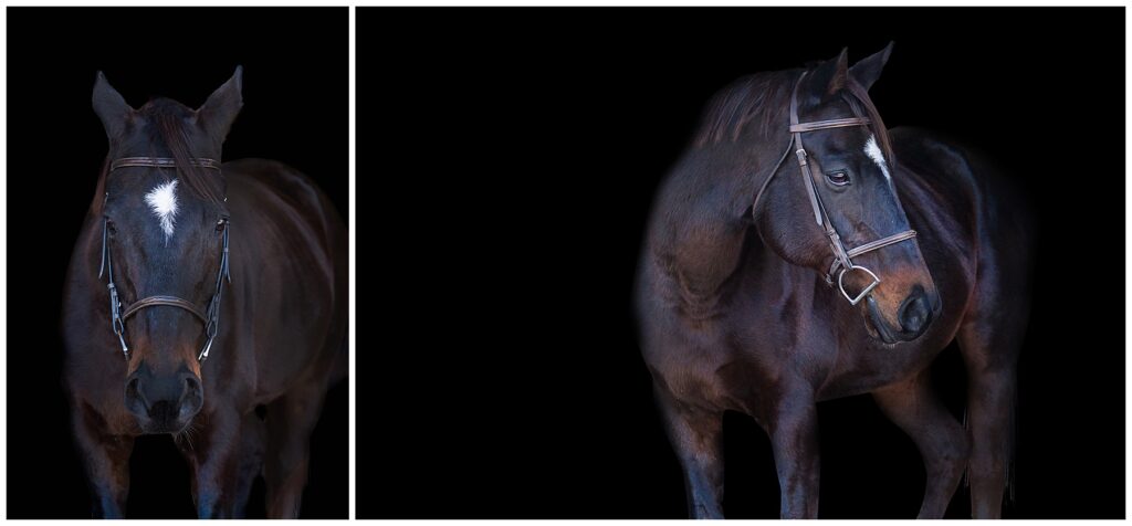 dark bay horse with bridle standing for black background portraits